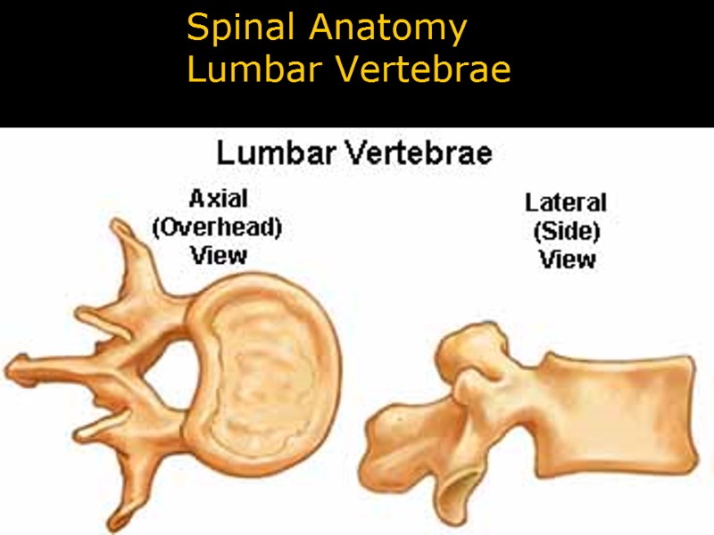 Spinal Anatomy Lumbar Vertebrae